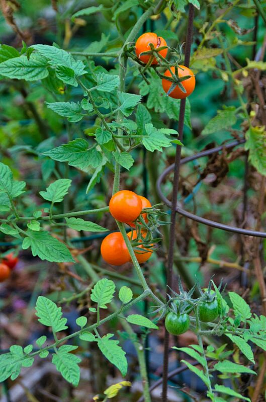 Orange Tomatos